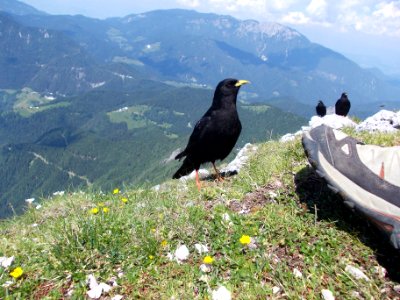 Koča na Grohatu pod Raduho 05