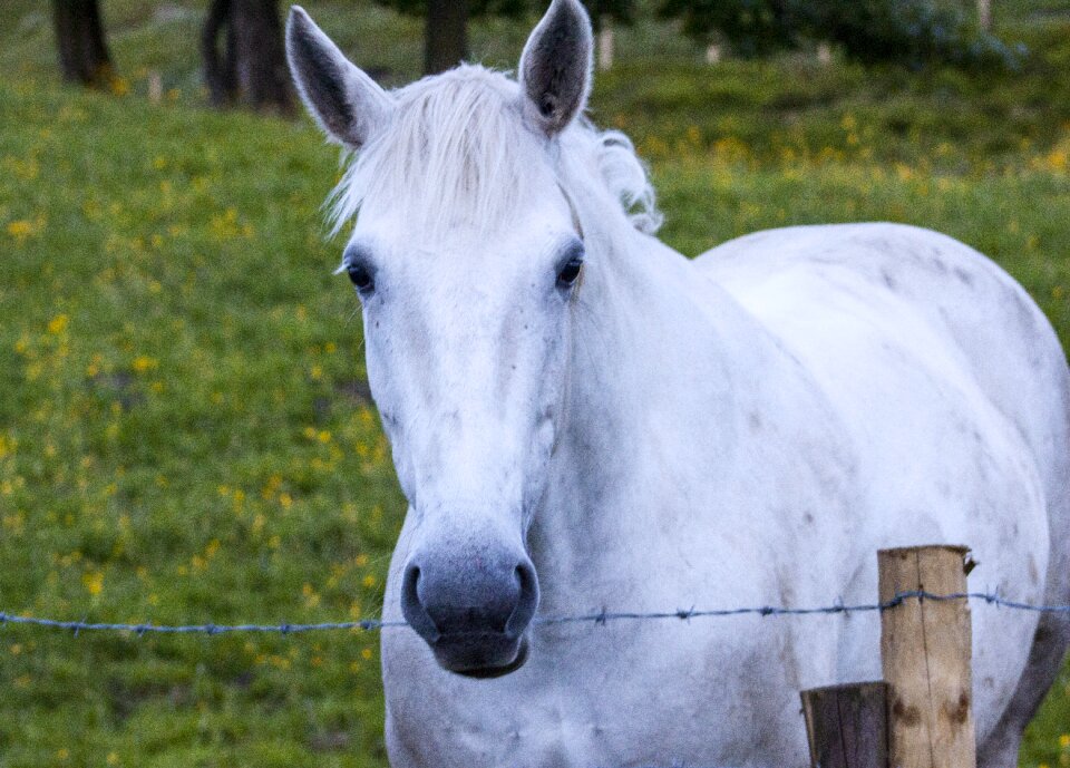 Animal nature horseback
