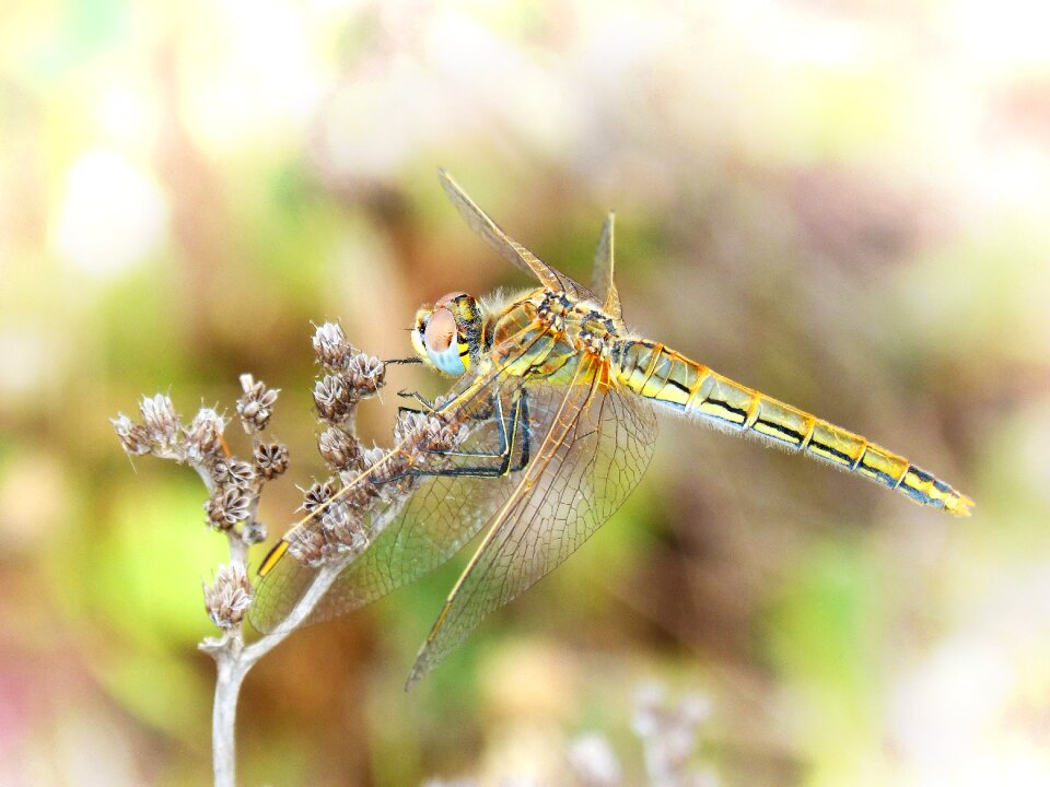 Beauty flying insect cordulegaster boltonii
