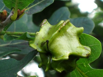 Knopper gall on oak (Quercus robur) induced by Andricus quercuscalicis (gall wasp), Arnhem, the Netherlands