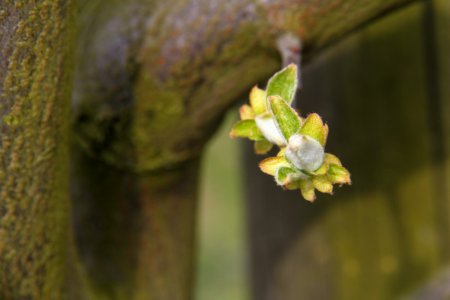 Knospen 2011-03-27-6270