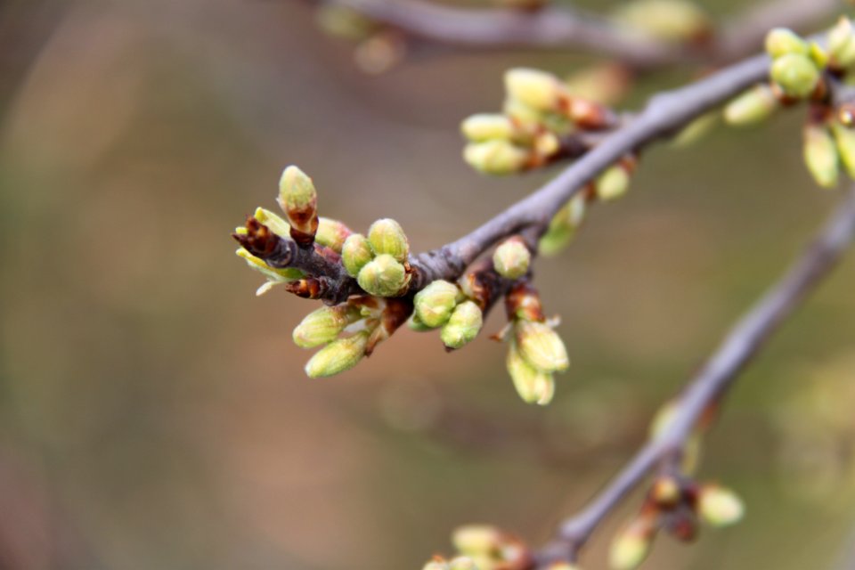 Knospen 2011-03-27-6272