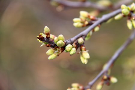 Knospen 2011-03-27-6272