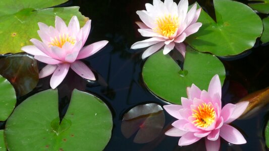 Pond magnificent flowers pink photo