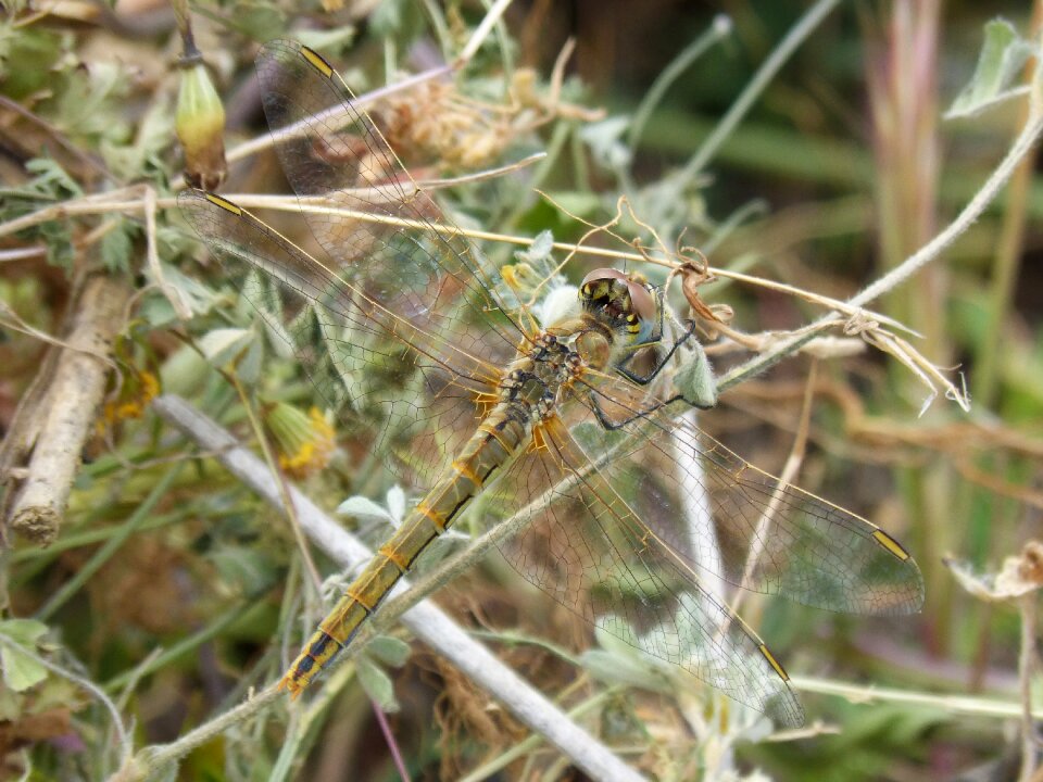 Beauty flying insect cordulegaster boltonii