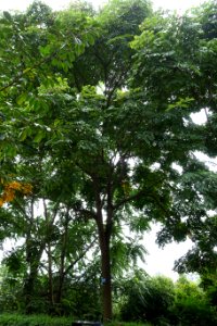 Koelreuteria bipinnata var. integrifolia - Chengdu Botanical Garden - Chengdu, China - DSC03334