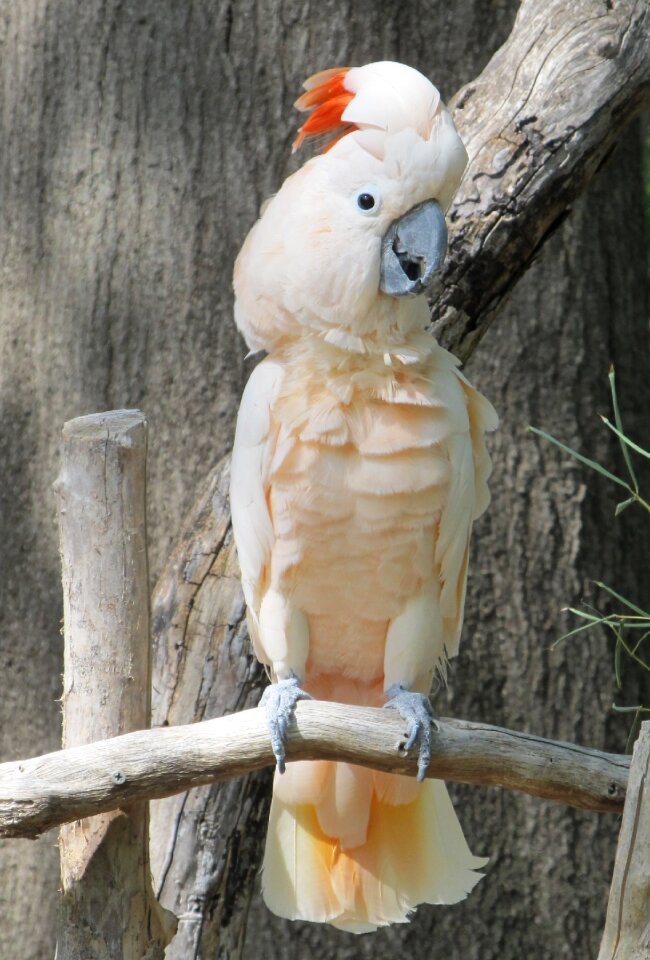 White perched plumage