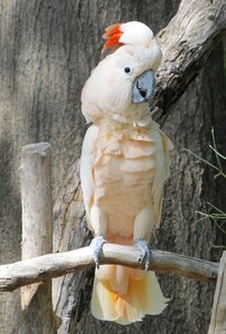 White perched plumage photo