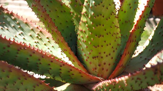 Quills thorns cactus photo