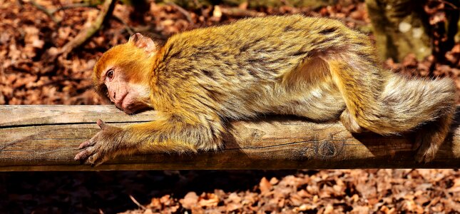 Monkey monkey portrait mammals photo