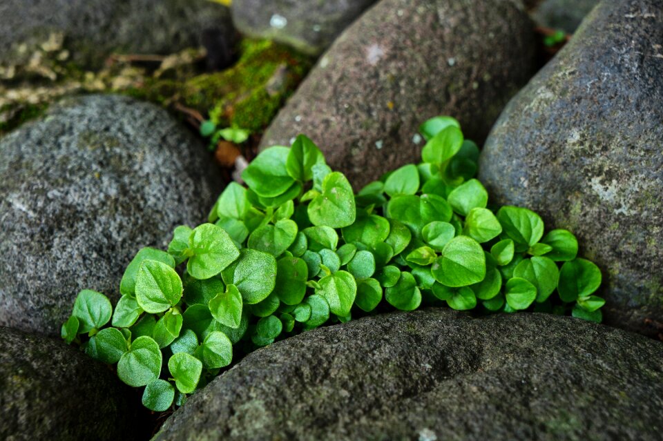Rocks stones gardening
