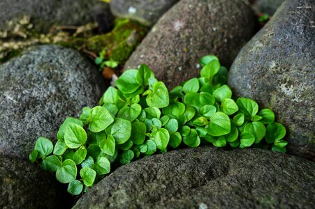Rocks stones gardening