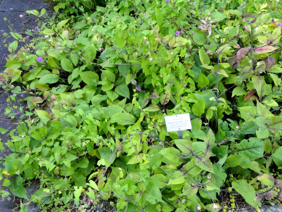 Knautia drymeia - Botanischer Garten, Frankfurt am Main - DSC02508