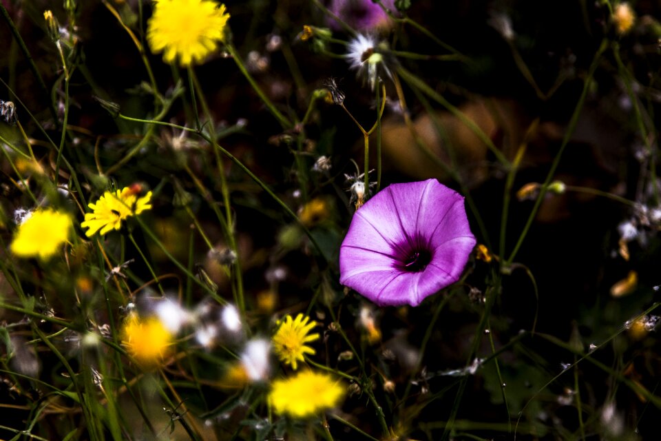 Summer field outdoors