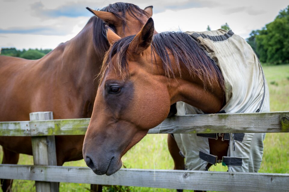Equestrian rural field