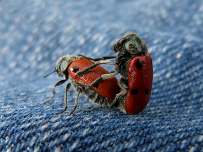 Ladybug beetle meloideo detail