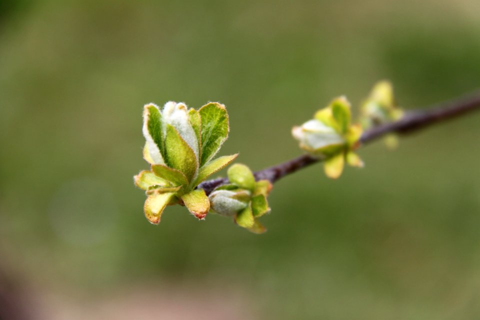 Knospen 2011-03-27-6267
