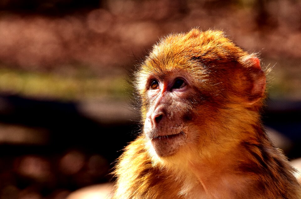 Monkey monkey portrait mammals