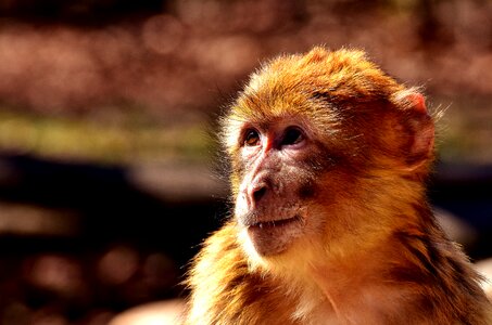 Monkey monkey portrait mammals photo