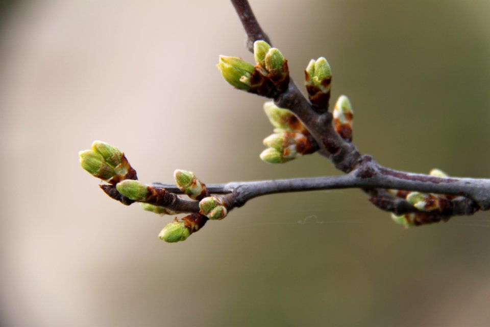 Knospen 2011-03-27-6275