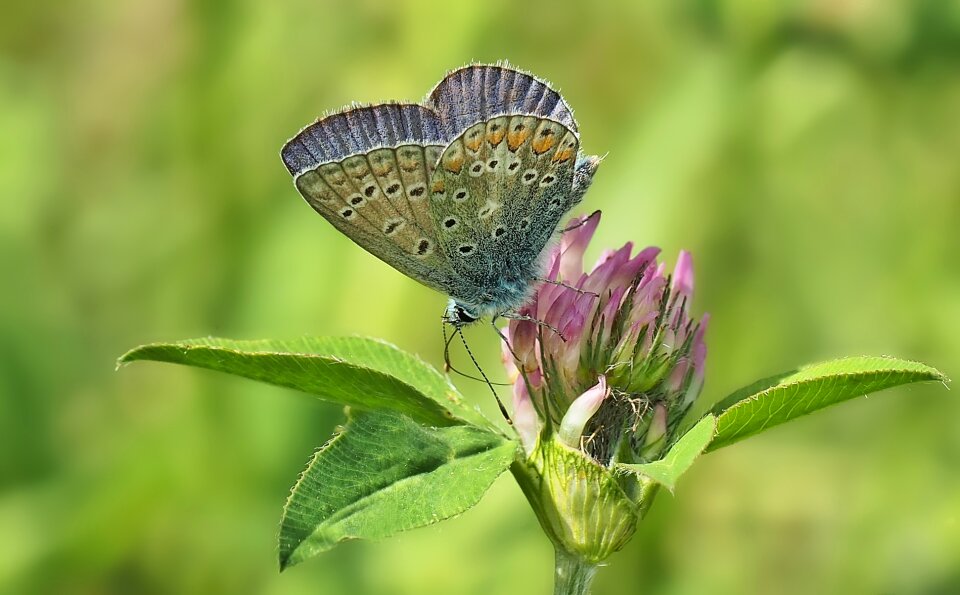 Summer nature insect