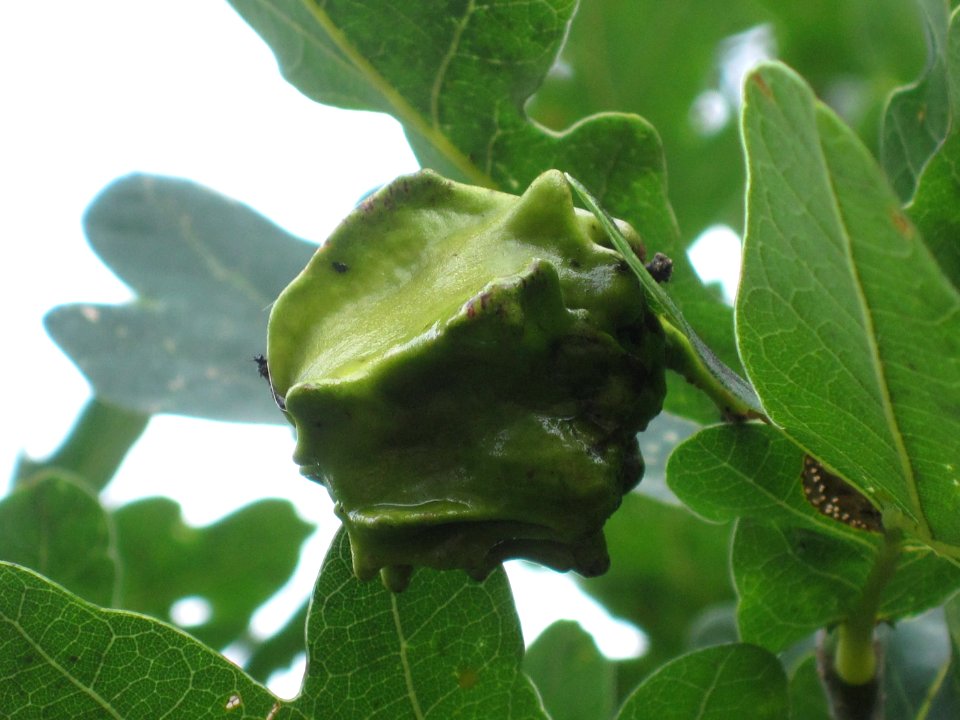 Knopper gall on oak (Quercus robur), induced by Andricus quercuscalicis (gall wasp), Arnhem, the Netherlands