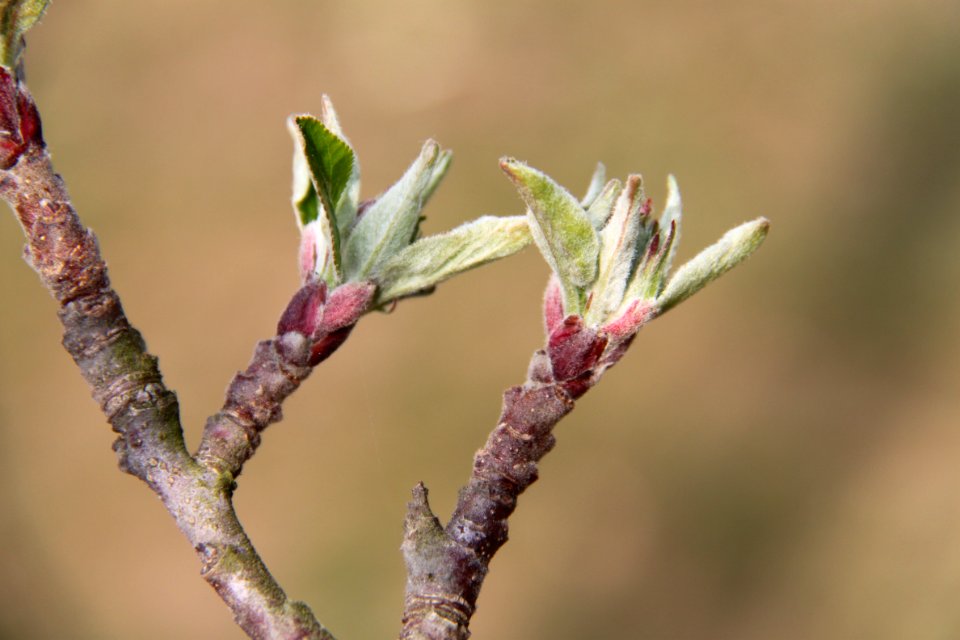 Knospen 2011-03-27-6209