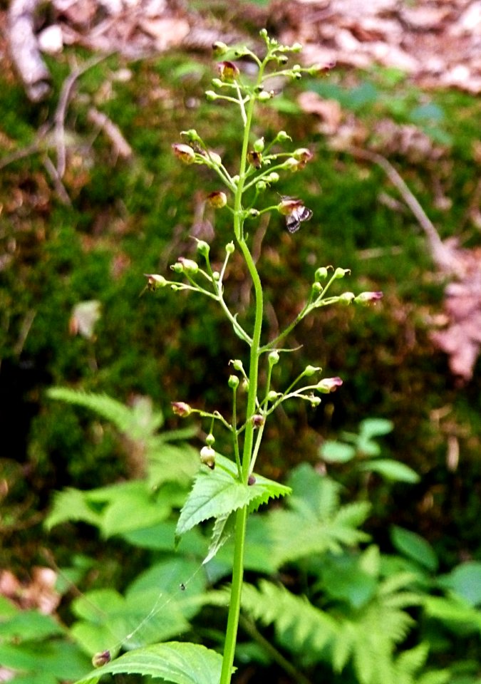 Knotige Braunwurz