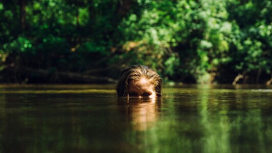 River swimming trees