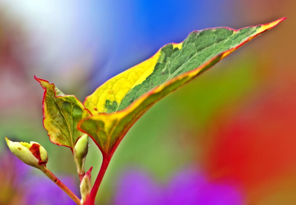 Flower nature blossom