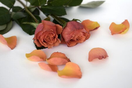 Petals red orange
