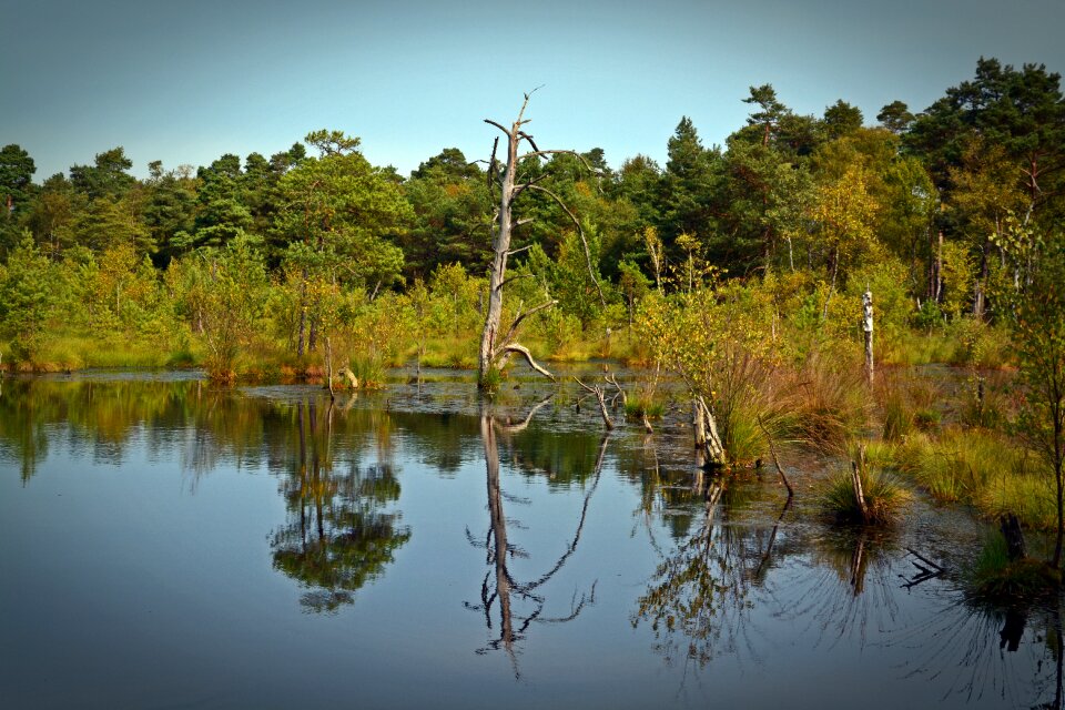 Pietz moor schneverdingen moorland photo