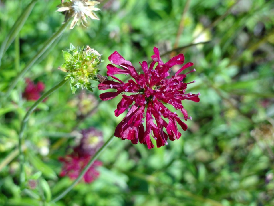 Knautia macedonica - Botanischer Garten, Frankfurt am Main - DSC03175