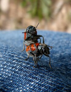 Insects mylabris quadripunctata beetle meloideo