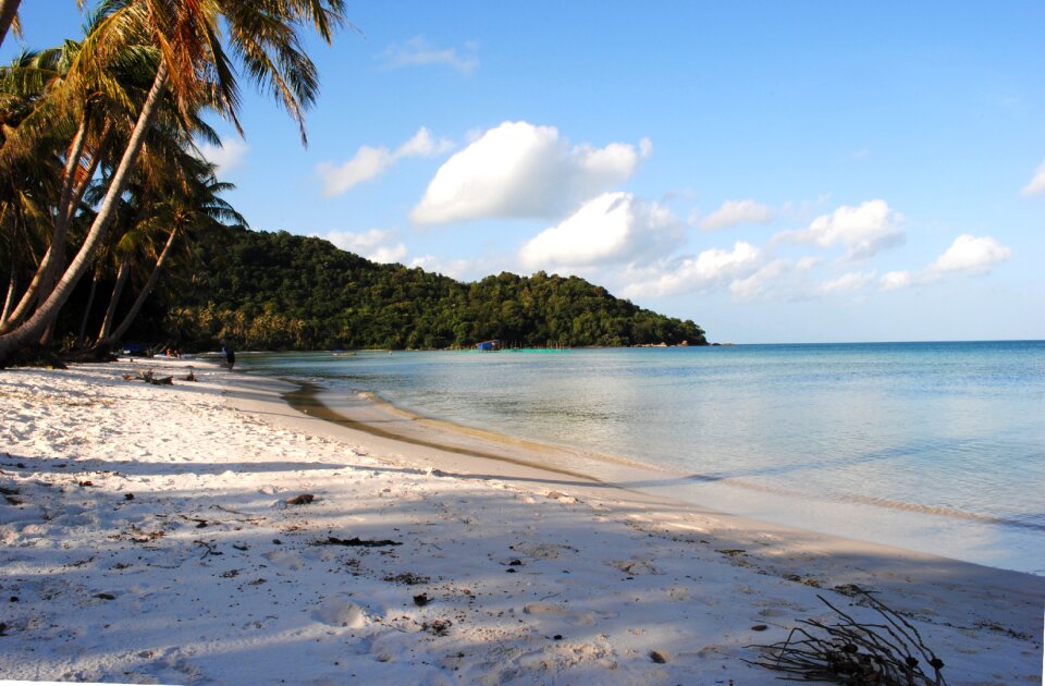 Phuquoc palm trees sand