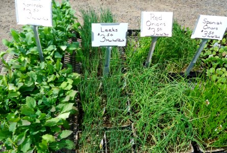 Kohlrabi, Leeks, Red Onions, Spanish Onions in New Jersey in April