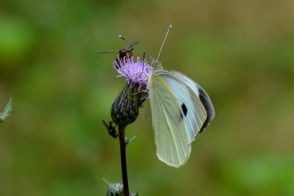Kohlweißling an einer Blüte