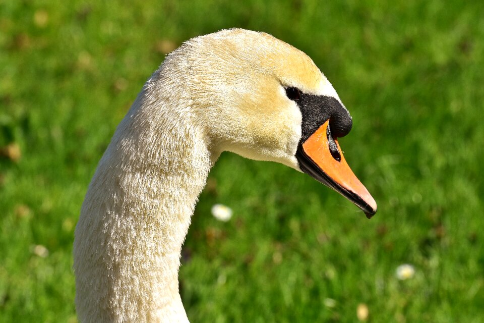 Portrait bird nature