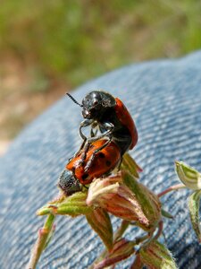 Insects mylabris quadripunctata beetle meloideo