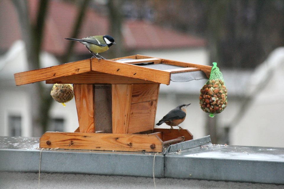 Kohlmeise Kleiber 019