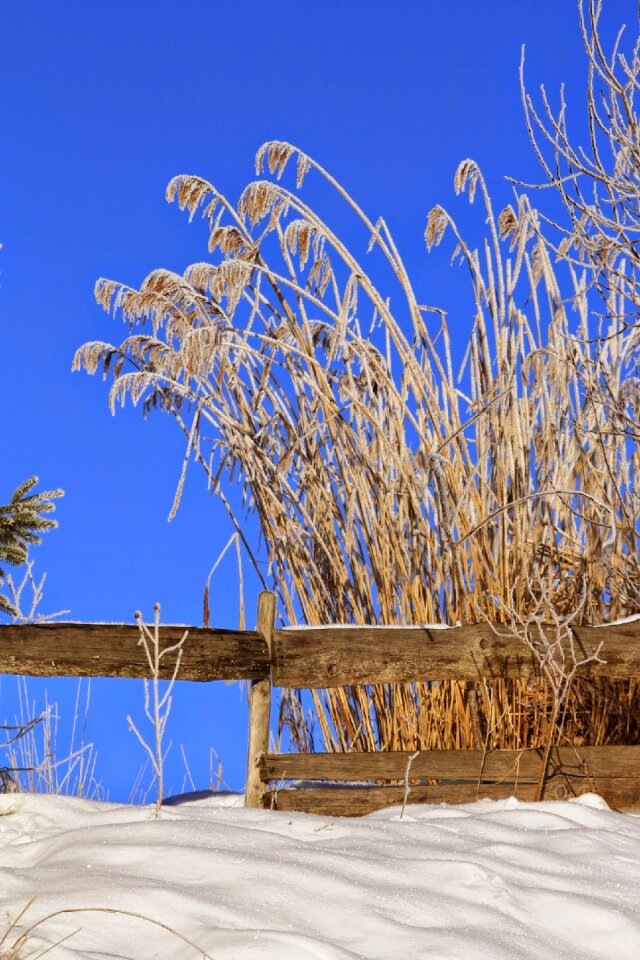 Winter white grass photo