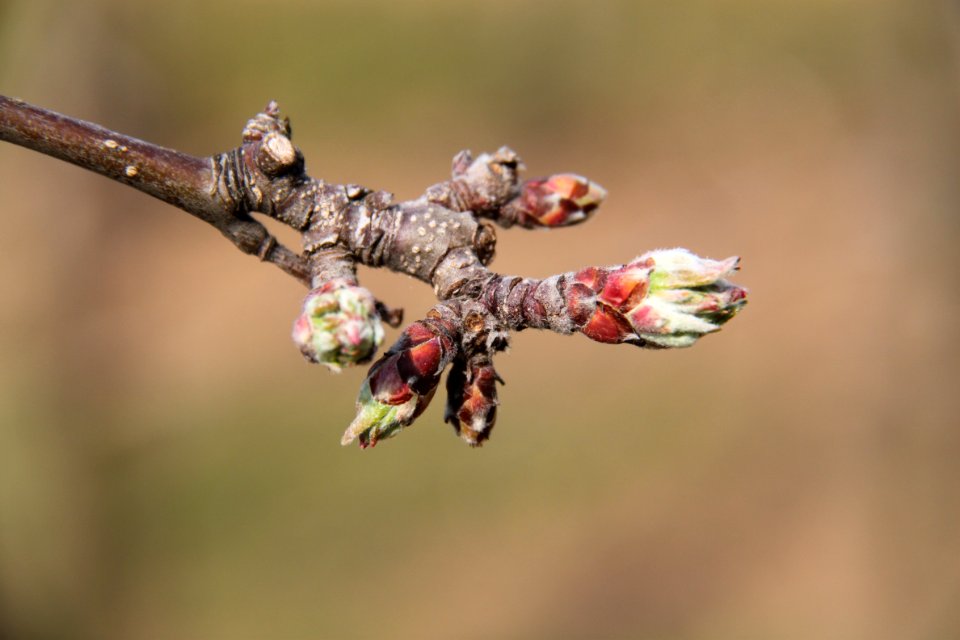 Knospen 2011-03-27-6210