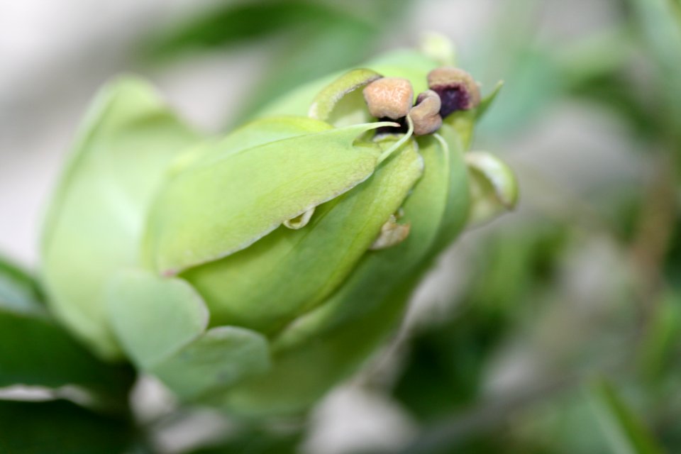 Knospe der Passionsblume