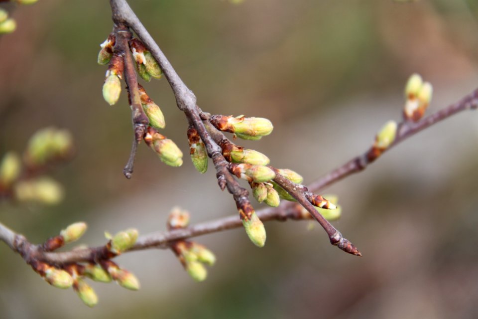 Knospen 2011-03-27-6273