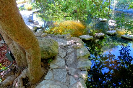 Koi pond - Isamu Taniguchi Japanese Garden - Zilker Botanical Garden - Austin, Texas - DSC09055