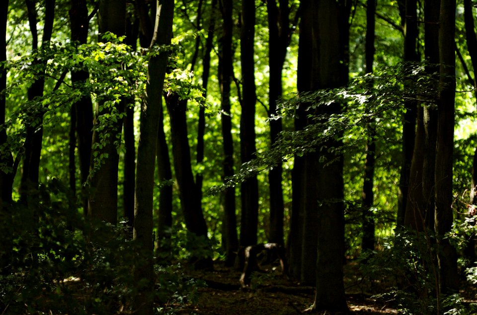 Knott-Wood-Rothamsted-20050828-016