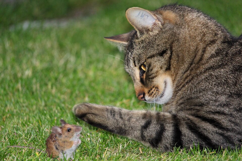 Hunting domestic cat prey