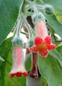 Kohleria peruviana - Botanical Garden in Kaisaniemi, Helsinki - DSC03620