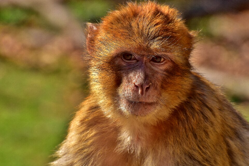 Monkey monkey portrait mammals