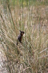 Mammal rodent nature